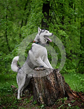 Gray husky dog breed from the old stump