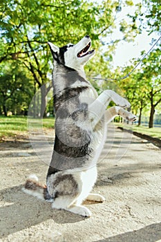 The gray husky dog standing on two legs