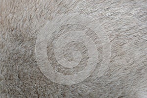 Gray husky hair texture background.