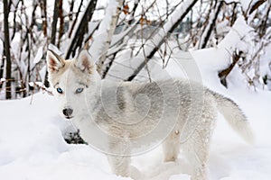 Gray Husky puppy walking in winter forest