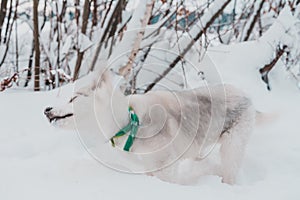 Gray Husky puppy walking in winter forest