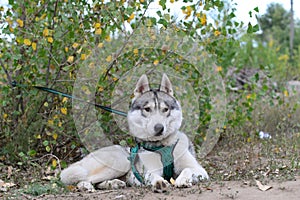 gray husky waiting for the race