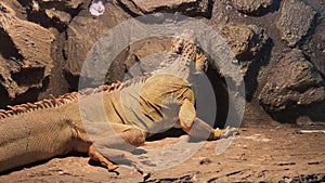 Gray iguana lizard on rocks at sunny day