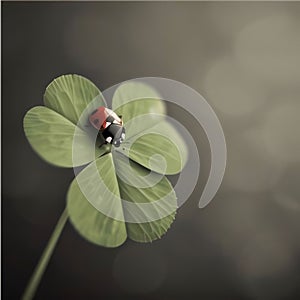 Gray illustration of green clover with red ladybug on gray background. Green four-leaf clover symbol of St. Patrick\'