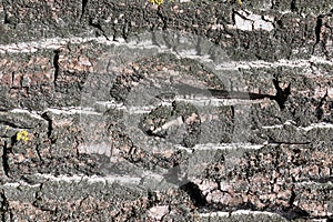 Gray inconspicuous bark of a spring tree covered with bright colors of moss and lichen