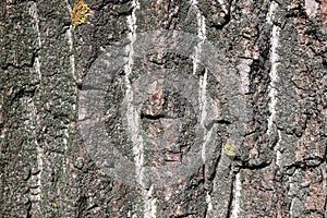 Gray inconspicuous bark of a spring tree covered with bright colors of moss and lichen