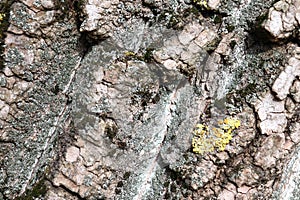 Gray inconspicuous bark of a spring tree covered with bright colors of moss and lichen