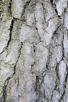 Gray inconspicuous bark of a spring tree covered with bright colors of moss and lichen