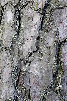 Gray inconspicuous bark of a spring tree covered with bright colors of moss and lichen