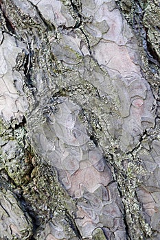 Gray inconspicuous bark of a spring tree covered with bright colors of moss and lichen