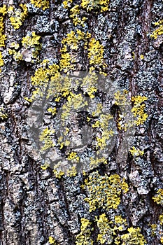 Gray inconspicuous bark of a spring tree covered with bright colors of moss and lichen