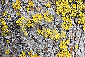 Gray inconspicuous bark of a spring tree covered with bright colors of moss and lichen photo