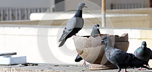 Gray indian pigeon  group is drinking water in a pot