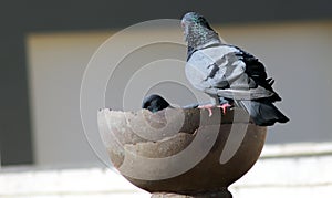 Gray indian pigeon  group is drinking water in a pot