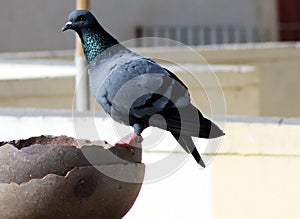 Gray indian pigeon one is drinking water in a pot