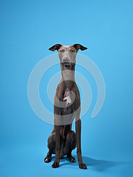 gray italian greyhound on a blue background. Dog studio