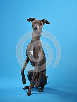 gray italian greyhound on a blue background. Dog studio