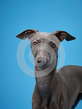 gray italian greyhound on a blue background. Dog studio