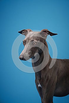 gray italian greyhound on a blue background. Dog studio