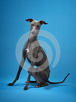 gray italian greyhound on a blue background. Dog studio