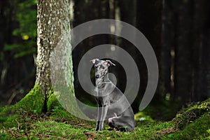 Gray Italian Greyhound dog