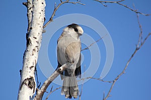 Gray Jay