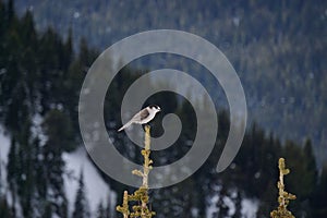 Gray Jay