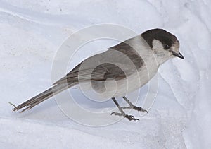 Gray Jay