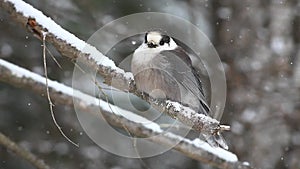 A Gray Jay as snow falls in Algonquin in Ontario