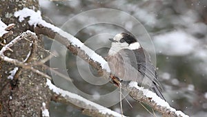 A Gray Jay as snow falls in Algonquin in Ontario