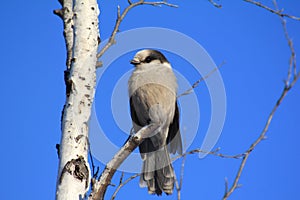 Gray Jay in a Birch Tree