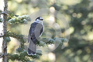 Gray Jay Bird In Forest Pine Trees