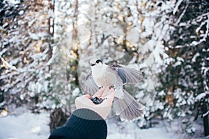 Gray jay bird perched on a femal