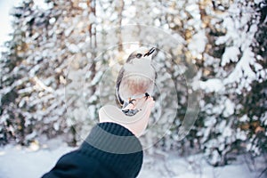 Gray jay bird perched on a female hand with seeds