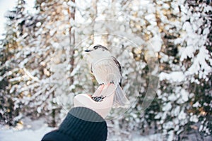 Gray jay bird perched on a female hand with seeds