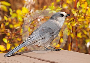 Gray jay bird