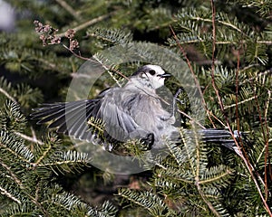 Gray Jay bird stock photos. Gray Jay close-up profile view landing on a fir tree branch with spread wings in its environment and