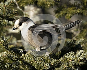 Gray Jay bird stock photos. Gray Jay close-up profile view perched on a fir tree branch in its environment and habitat, displaying