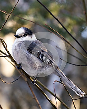 Gray Jay bird stock photos. Gray Jay close-up profile view perched on a tree branch with a blur background in its environment and