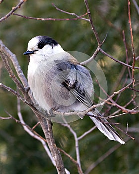 Gray Jay bird stock photos. Gray Jay close-up profile view perched on a tree branch with a blur background in its environment and