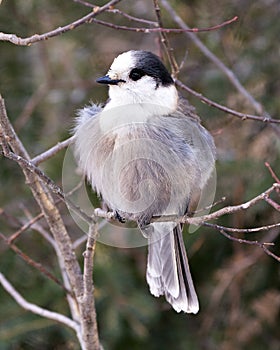 Gray Jay bird stock photos. Gray Jay close-up profile view perched on a tree branch in its environment and habitat, displaying a