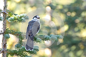 Gray Jay Bird in Tree