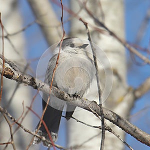 Gray Jay Canada Jay perisoreus canadensis