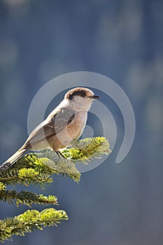 Gray Jay perched on a spruce branch