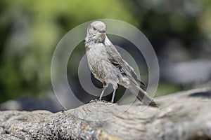 Gray Jay perched on a Tree