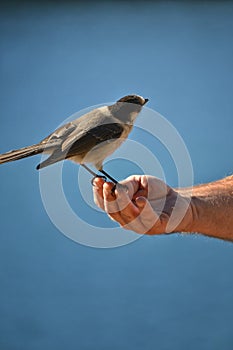 Gray Jay perching on an outstretched hand, facing away from the camera.