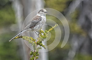 Gray Jay perching on a spruce twig