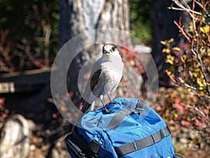 Gray Jay perching on the top of a blue backpack