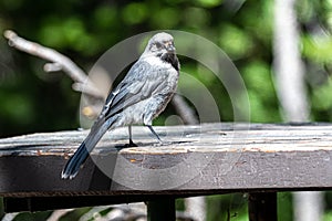 Gray Jay Perisoreus canadensis