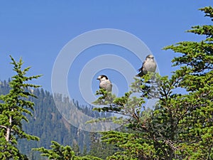 Gray Jay (Perisoreus canadensis